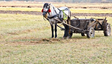 At arabalı at