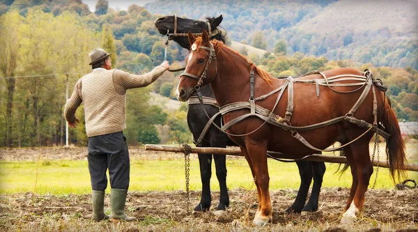 フィールドで 2 つの馬と農家 ストック画像