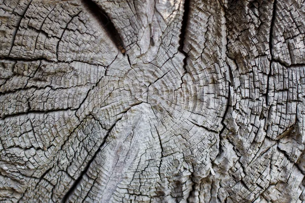 stock image Tree trunk texture