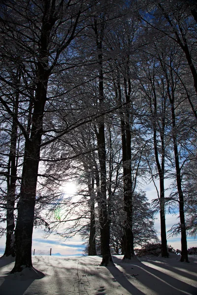 stock image Winter forest