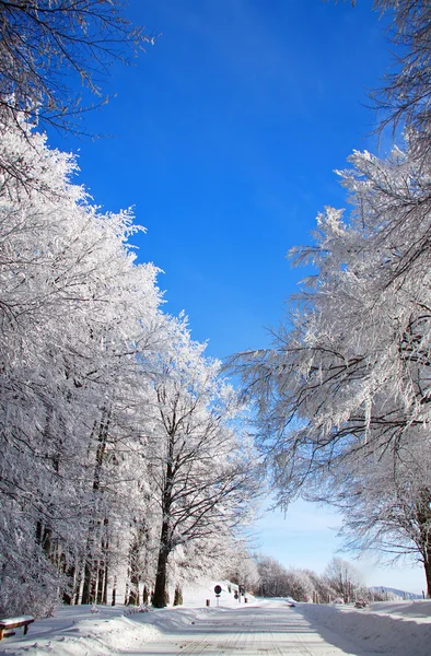 Árboles nevados con cielo azul — Foto de Stock