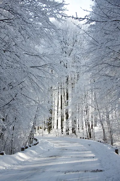 stock image Snowy alley