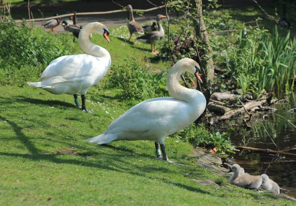Couple of swans with little cygnets — Stock Photo, Image