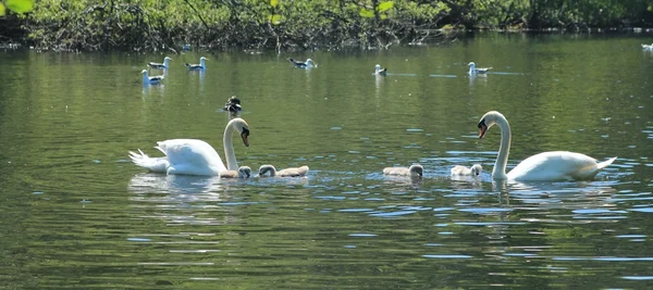 stock image Couple of swans swimming in a pond with their cygnets