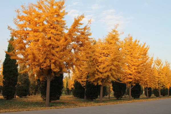 Stock image Yellow trees in the fall in a park in Beijing.