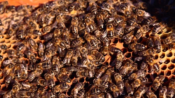 Busy bees working diligently on their honey comb — Stock Photo, Image