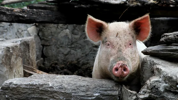 Un maiale dietro un muro in campagna . — Foto Stock