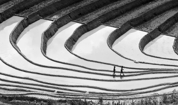 Stock image Terraced rice field black and white