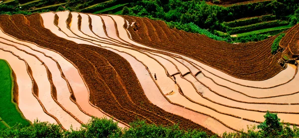 Adosada a la cacerola bronceado, yen bai, arrozal, Vietnam — Foto de Stock