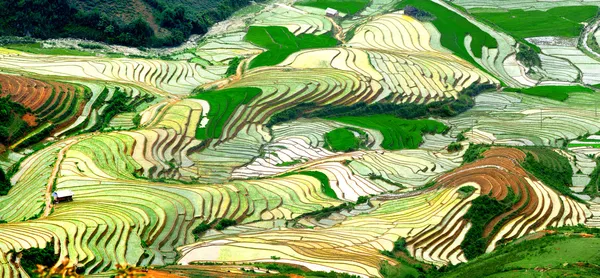 Terrain de riz en terrasses, chute d'eau — Photo
