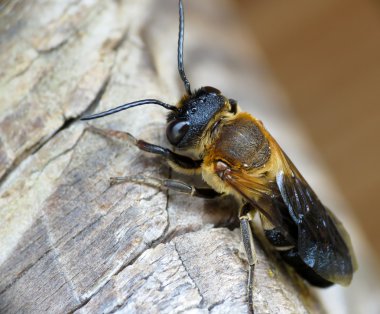 Wild bee sits on wood clipart