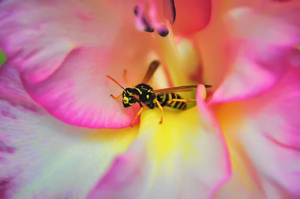 stock image Bee in flower