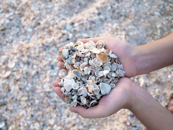 stock image Many sea shell on the hands