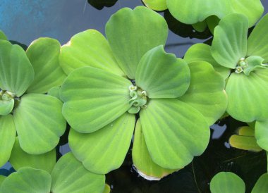 su marul, pistia stratoides