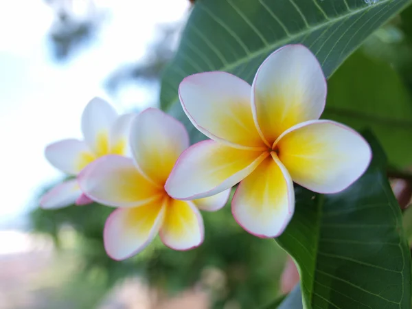 Plumeria (frangipani) — Stock Photo, Image