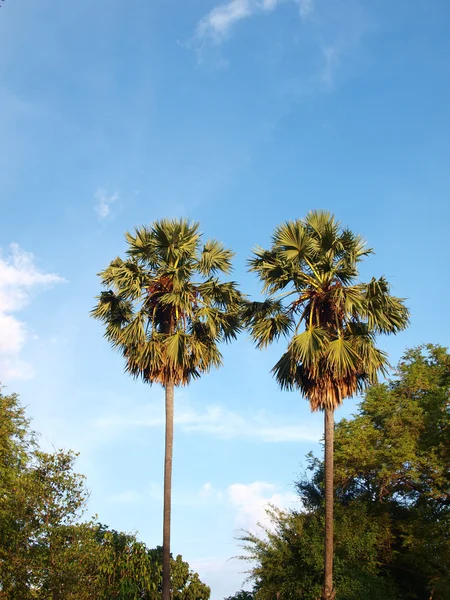 drie tropische palmbomen