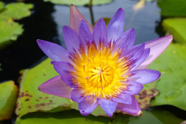 Цветущая водяная лилия — стоковое фото