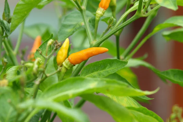 stock image Pepper on the tree