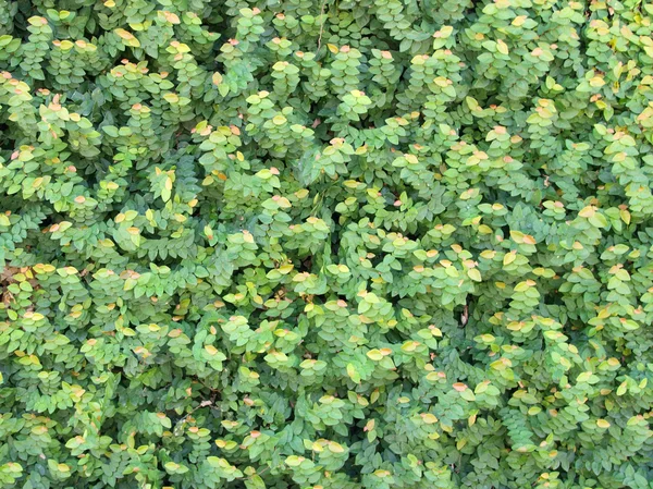 Pattern of greenl leaf — Stock Photo, Image