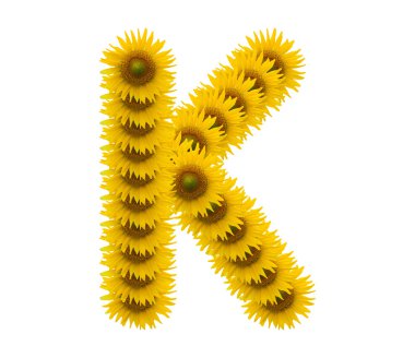 alfabe k, ayçiçeği beyaz zemin üzerine izole