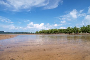 mangrov ağaçlı tropik beach Güney Tayland