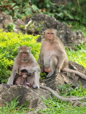 maymun aile (macaca fascicularis) khao wang, petchburi Tayland