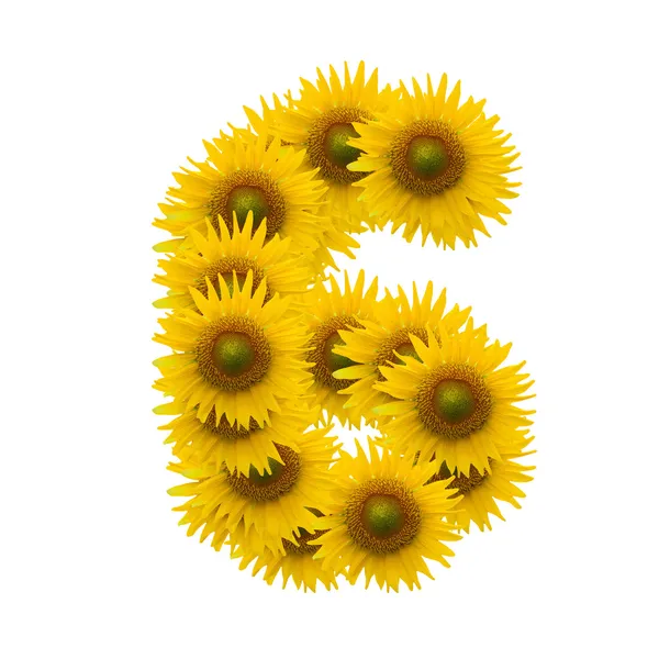 6, Sun flower alphabet isolated on white — Stock Photo, Image