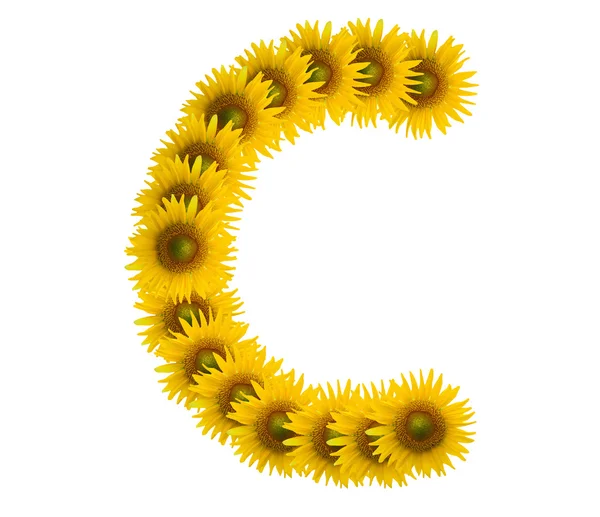 Alfabet C, bunga matahari diisolasi pada latar belakang putih — Stok Foto