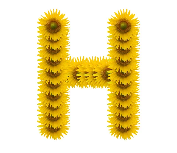 Alfabet H, bunga matahari diisolasi pada latar belakang putih — Stok Foto