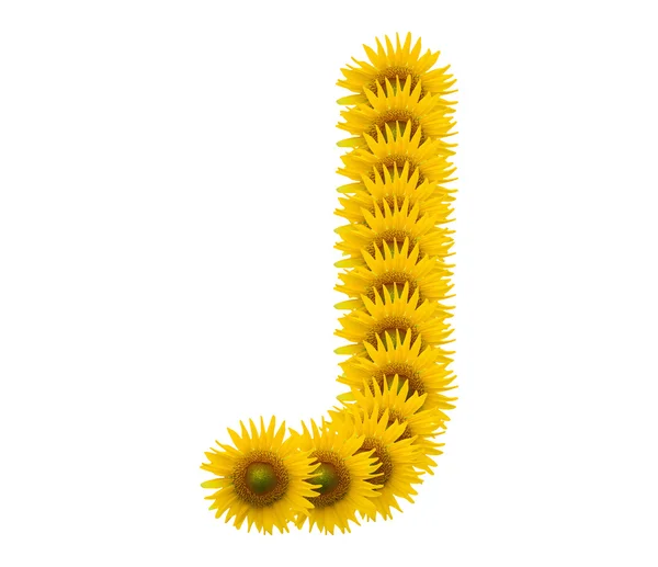 Alfabetul J, floarea-soarelui izolat pe fundal alb — Fotografie, imagine de stoc