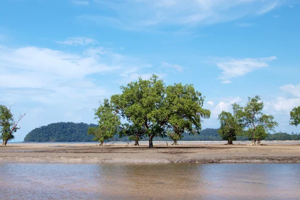 Tropisch strand met mangrove boom — Stockfoto