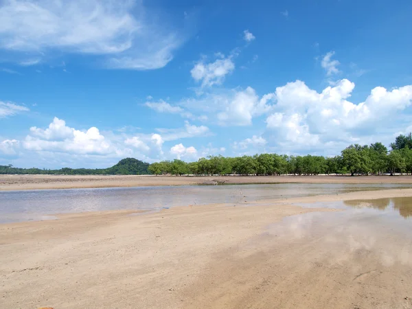 Stranden med mangrove tree — Stockfoto