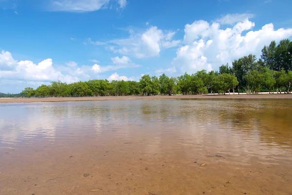 Тропический пляж с мангровым деревом — стоковое фото