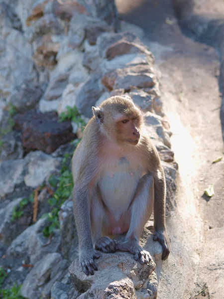 Małpa (macaca fascicularis) w khao wang, petchburi Tajlandia — Zdjęcie stockowe