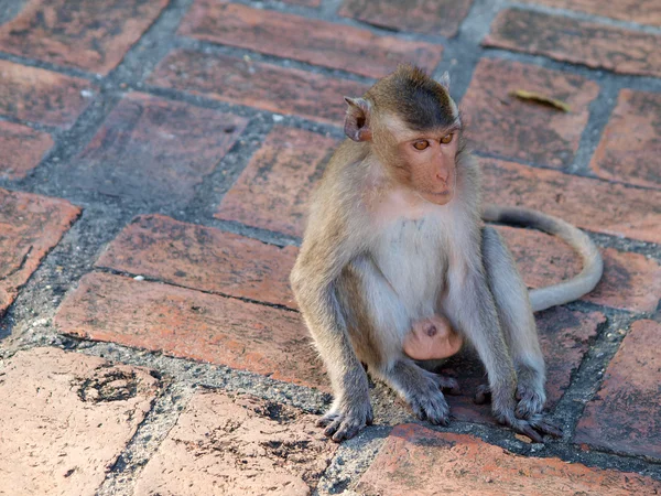 Macaco (Macaca fascicularis) em khao wang, Petchburi Tailândia — Fotografia de Stock