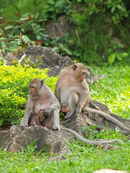 Familia de monos (Macaca fascicularis) en khao wang, Petchburi Thai — Foto de Stock