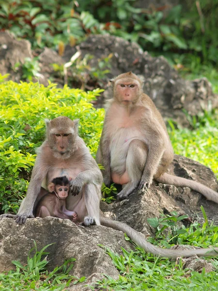 Família de macacos (Macaca fascicularis) em khao wang, Petchburi Thai — Fotografia de Stock