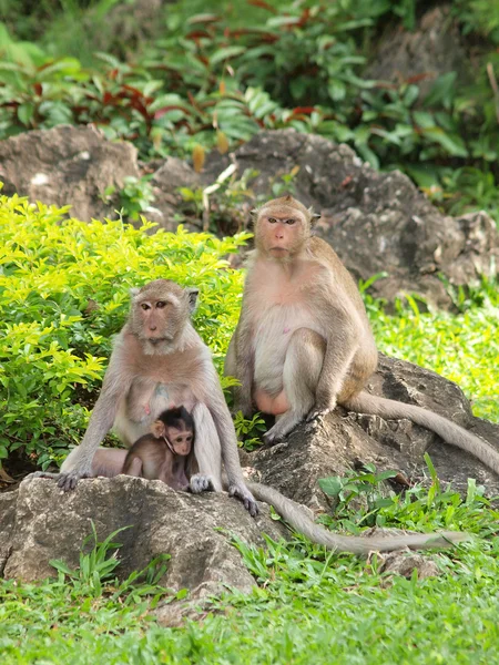 Monkey familie (macaca fascicularis) op khao wang, petchburi thai — Stockfoto