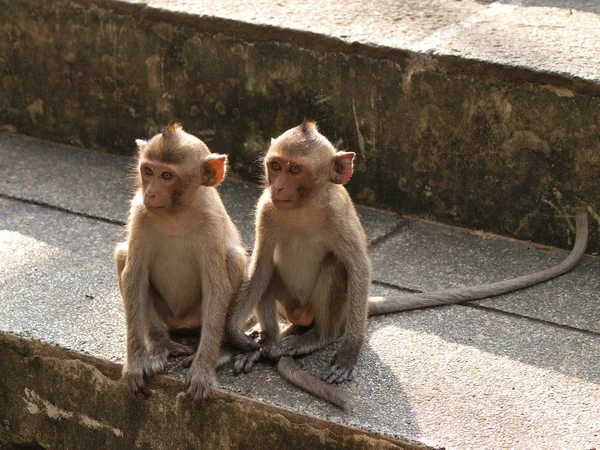 Monkey young (Macaca fascicularis) at khao wang, Petchburi Thail — стоковое фото