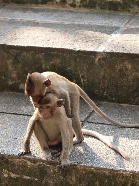 Młode małpy (macaca fascicularis) w khao wang, petchburi tajski — Zdjęcie stockowe