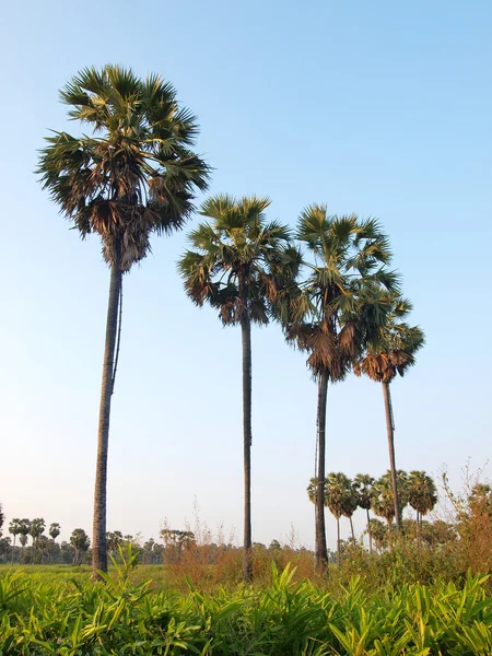 stock image Sugar palm tree in rice field,Thailand