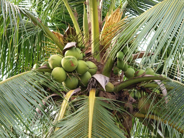 stock image Coconut on tree