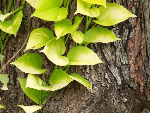 Листья пота на коре дерева — стоковое фото
