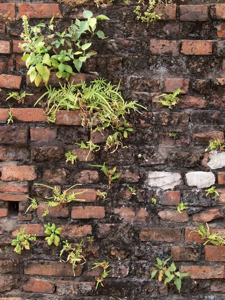 Samambaia verde com tijolo velho wal — Fotografia de Stock