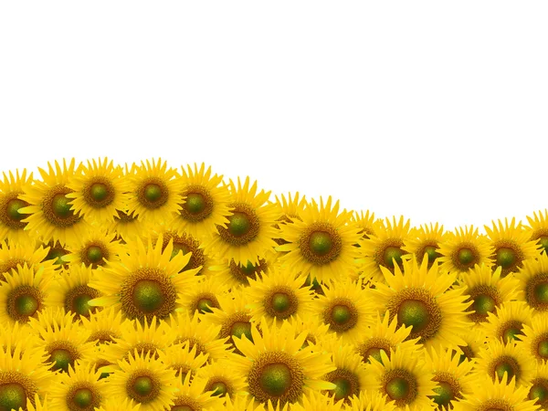 Many sunflower on white space background — Stock Photo, Image