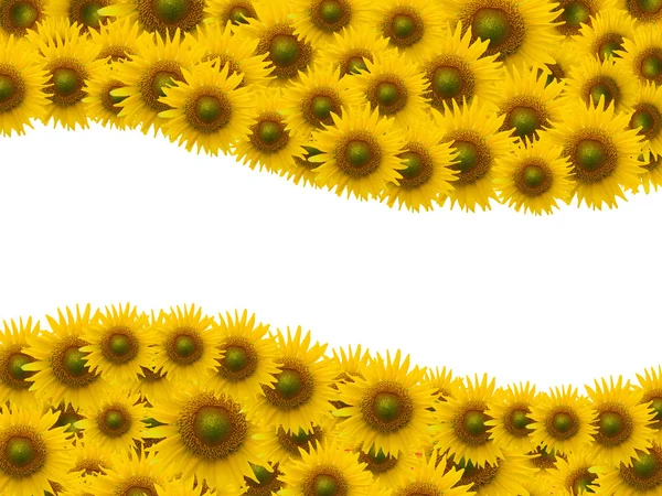 Mnoho slunečnice na pozadí bílých — Stock fotografie