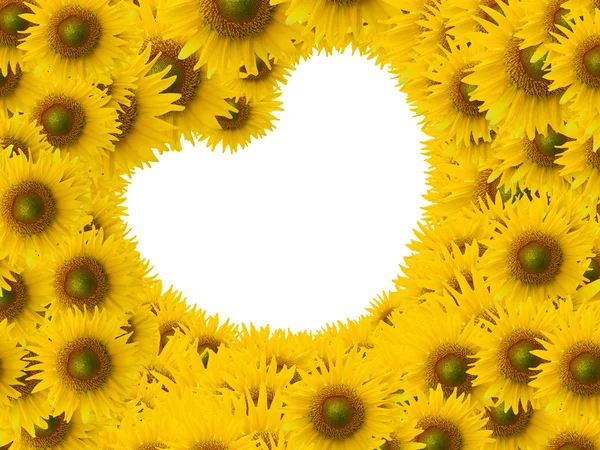 Bunga matahari yang indah dengan bentuk hati ruang putih — Stok Foto