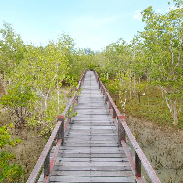 Un puente de madera en el bosque de manglares — Foto de Stock