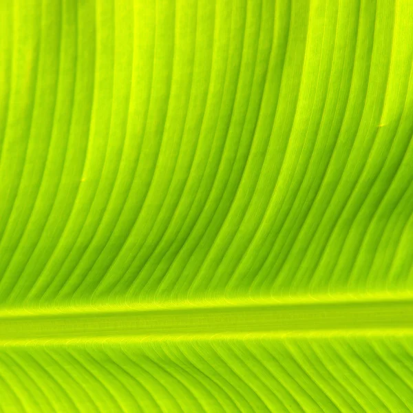 Textura de hoja de plátano — Foto de Stock