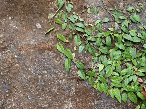 Foglia verde e sulla parete rocciosa — Foto Stock
